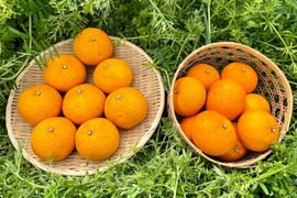 ジューシー！自然農の甘夏と紅甘夏　食べ比べ　8kg