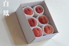 【じゅわ桃】【朝どれ】白鳳｜果汁あふれる定番やわらか桃 約2kg 約5~8玉