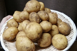 皮ごと食べられるホクホク新じゃがキタアカリ(3kg)