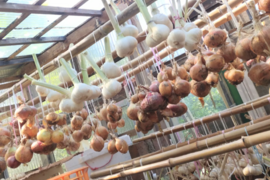 超お買い得！ニンニク30片♪（約5玉分）にんにくバラ売り 🧄たくさん収穫できましたので大サービスの数に変更！☆超お徳用バラにんにく☆農薬、除草剤、化学肥料不使用※常温発送