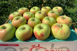 青森県産『ぐんま名月』 家庭用🍏 糖度15度以上！甘～い！5㎏(12～20玉)  【令和8年産早期予約受付！】