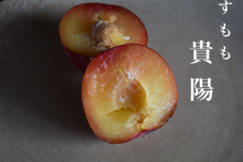【2027年先行予約】【すもも・貴陽】【夏ギフト】【朝どれ】一生に一度は食べたい！王様のひと玉！ 1.5kg 約5~9玉