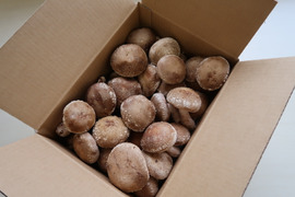【800ｇ、秋の味覚】ふっくら採れたて生しいたけ☆菌活、腸活、鍋に！