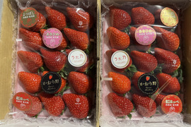 三重県オリジナル品種【うた乃】と章姫、紅ほっぺ、よつぼし、かおり野5品種の食べ比べスペシャルセット1箱1.0kg~1.3kg