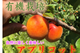 【有機栽培の美味しい生アプリコット約1kg】自然に優しい希少アプリコット(10～25個入)！