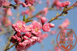 【桃農家の桃の枝 50本】桃の節句・鑑賞・生け花に　自宅で桃の花が楽しめます
