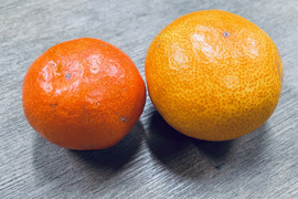 【希少】紅色🍊有田みかん！小玉3キロ箱。早生みかん