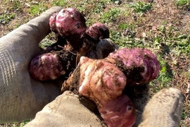 【自然栽培🍀赤芽菊芋（約１kg）】珍しい赤皮の菊芋・ほのかな甘さとシャキシャキ感・サラダでも加熱でも美味しい！