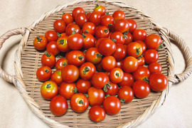 希少な自然栽培の【甘い】ミニトマト【ステラ】（1kg）