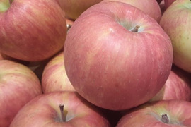 早生(わせ)ふじミニ小玉ちゃん約16玉(約2.5㎏）
ジューシーで「ふじ」に似た味わい
今だけの希少品種　旬の時期をお見逃しなく
ミニサイズのかわいいりんごをバラづめでお届け
丸かじりでどうぞ