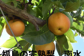 【和梨の予約】福島の完熟梨　南水5ｋｇ（11～15玉）　ギフト・贈答用に【9月上旬～9月下旬お届け予定】