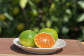 熊本発農薬不使用🍊　極早生みかん  5kg サイズフリー