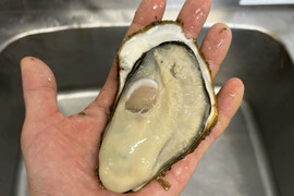 ※数量限定【冬ギフト】特大殻付き！広島県音戸産　生食用安心して生で食べられる　プリプリ美浄生牡蠣　殻付き