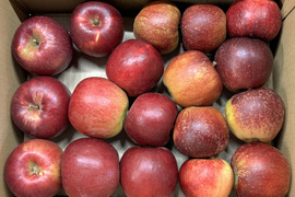 【加工用バラ詰め】紅玉＆秋映!! ハーフ スイーツ、お菓子、加工用・業務用🍎約2.7Kg青森県産