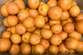 【ご自宅用・完熟】食べたらやみつき　甘くておいしい　『ゆら早生みかん』　10kg