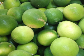 ライム 訳あり 2kg 広島 瀬戸内 瀬戸田産 ノーワックス 防腐剤不使用 家庭用