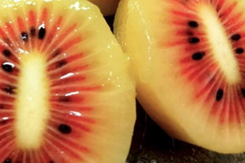 体が喜ぶ！自然農法　Vitalキウイフルーツ　紅妃（小玉）農薬・肥料不使用　1ｋｇ