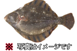 知床らうす直送【カレイの王様】 マツカワガレイ 800g2枚セット 活締め 嬉しいオマケ付き