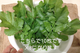 大根の葉30枚 葉っぱ部のみ30枚 【速達メール便】自然栽培 固定種  ※写真をご参考ください