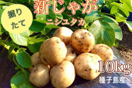 【掘りたて！】種子島産　新じゃがいも　SMLサイズ　10kg(箱別)