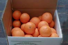 １．２級品こみこみおおきさまちまち　９ｋｇ入り清見オレンジ