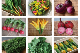 【月・金曜発送便】ココロ躍る🌈おまかせ野菜セット【さいたま市産】