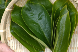 柿の生葉10枚🌿柿の葉茶、柿の葉寿司、天ぷら等に🌿豊富に含まれている熱に強い「プロビタミンC」☆自然栽培☆メール便📩発送（単品用ページ）