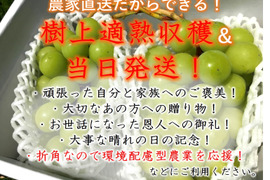【加工用】【農薬節減】さっぱり味のシャインマスカット（４房2kg以上）