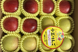 まるごとガブリっ！奥州ロマン入り☆小玉・食べきりサイズMIXりんご岩手江刺産