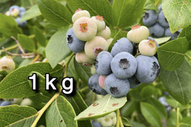 【品種：パトリオット】冷凍ブルーベリー•1kg（道産自然栽培）※まとめ買い対応