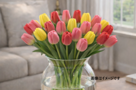 フラワーファームしろねのチューリップ　3色ミックス30本（赤系・黄色系・桃系） 　※北海道・沖縄県配送不可※