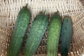 【農薬・化学肥料不使用】朝取りジューシー会津在来種加賀太きゅうり　1200g