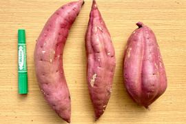 【訳あり】どすこいサイズ「紅はるか」 5キロ箱