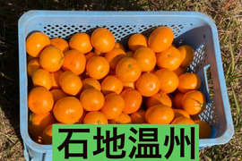 【幻のみかん・ビッグサイズ（２Ｌ以上）】高級品種！　石地中生　10kg