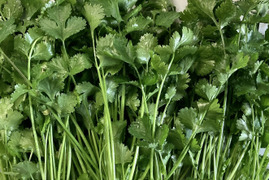 コリアンダー/パクチー 約300g おまけ付き