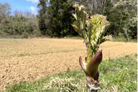 【期間限定】今が旬 原木収穫 タラの芽 宮城県産 西根の森 タラの芽 (50g×3)
