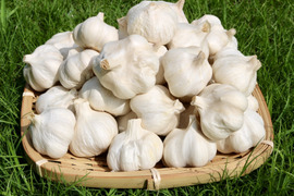 くわはら農園の熊本マイルド(乾燥)にんにくS玉(直径4〜5cm)1kg(40個前後)　農薬・化学肥料不使用