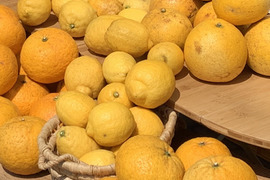 【期間限定】瀬戸田発　季節の自然農柑橘セット（２種／４Kg）