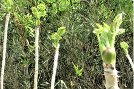 大自然世界遺産白神山地付近で取れたおいしいタラの芽（100g）