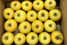 【極小玉・バラ詰め】毎日りんご!! シナノゴールド💛家庭用約3Kg🍏コスパ抜群　青森県産　数量限定　ポケットりんご