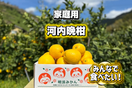 🍊今が旬！！🍊【御家庭用】　2.5㎏　天晴晩柑！（河内晩柑）