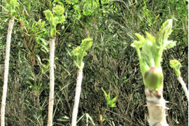 天然山菜　秋田のタラの芽200g（予約販売）世界遺産白神山地付近産