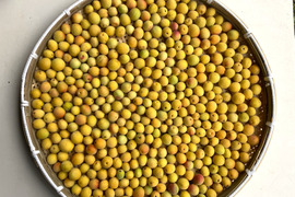 【完熟】宮城県産 黄梅 3kg～ 梅干し・梅ジャム・梅シロップ用 ♪  栽培期間中農薬・除草剤・化学肥料不使用