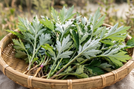 よもぎ生葉🌿30本（30苗）（約200g）以上🌿蓬☆上から15cmの柔らかいヨモギ🌿和ハーブ「ハーブの女王」ビタミンK鉄分クロロフィル☆畑横の人が通らない林