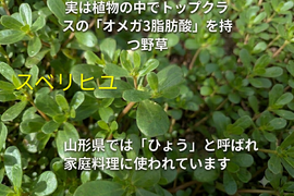 ☆新商品☆スベリヒユ🌿30本以上🌿実は植物の中でトップクラスのオメガ３脂肪酸を持つ野草🌿（※夏季はクール便となります）