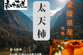 柿の大トロ！　１度食べるとクセになる美味しさ☆彡　名産地 愛媛県 西条産 　【 太天柿】