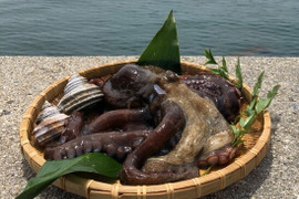 瀬戸内小豆島産　真蛸(1㎏）前後