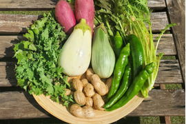 テーマは『カラフル&珍しい』野菜セット(野菜6種類入り)農薬・化学肥料不使用