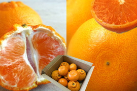 🏆みかん柑橘グランプリ2026最高金賞含む最多４部門受賞の「木熟せとか」＆店長イチ押しの高糖度の完熟しらぬい「甘熟デコ」の食べ比べセット　サイズ混合　お試し品　約2.25ｋｇ【415-225】