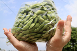 新潟の朝採り枝豆！初夏の早生品種 2Kg袋